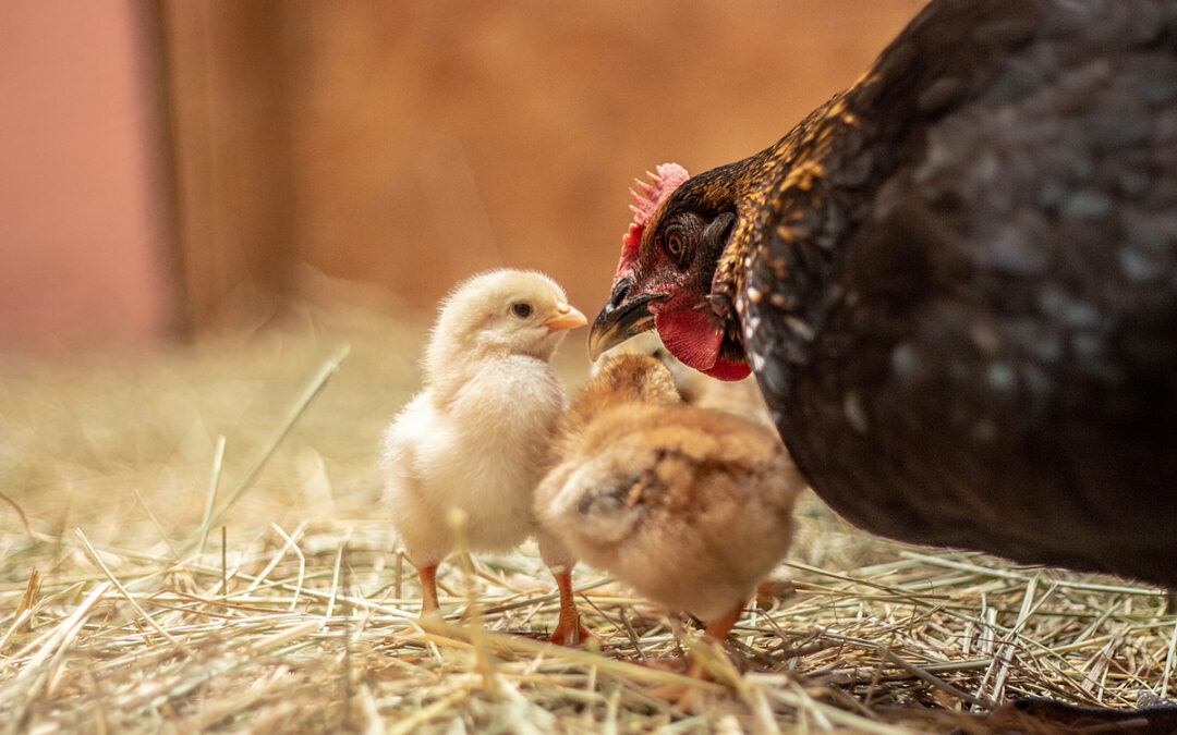 Bestaan er gelukkige kippen in de veehouderij?