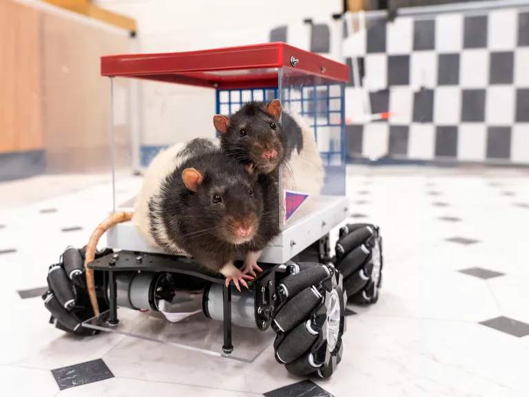 ratten verheugen zich op hun rijles